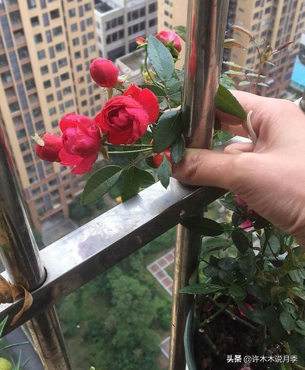为什么盆栽月季都很难养活，月季花为什么不能进家（这些错误的方法你中了几个）