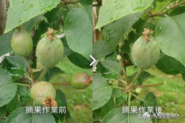 果蜜是什么，柠檬果蜜是什么（走进日本苹果第一大县“青森县”）