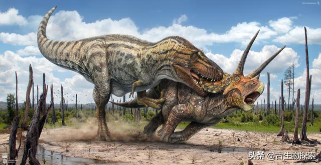 triceratops，triceratops是什么恐龙（三角龙能反杀霸王龙）