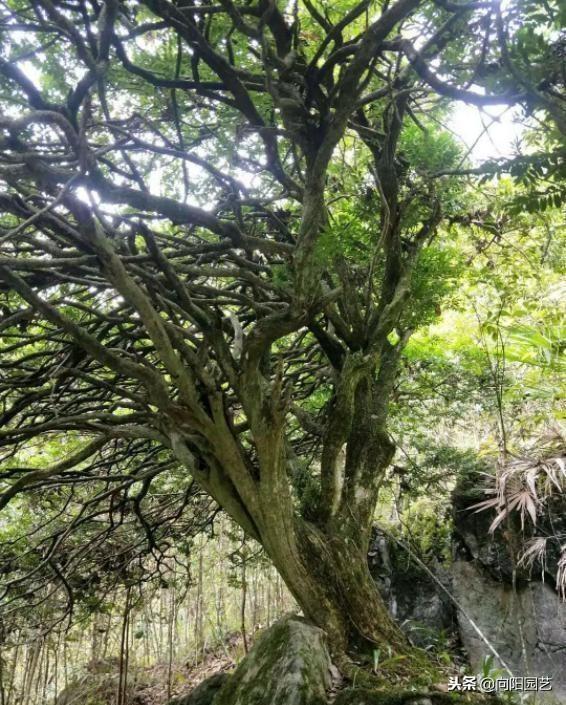 黄杨（黄杨树价格表，这棵黄杨树生长了百年（最贵的黄杨树图片价格）