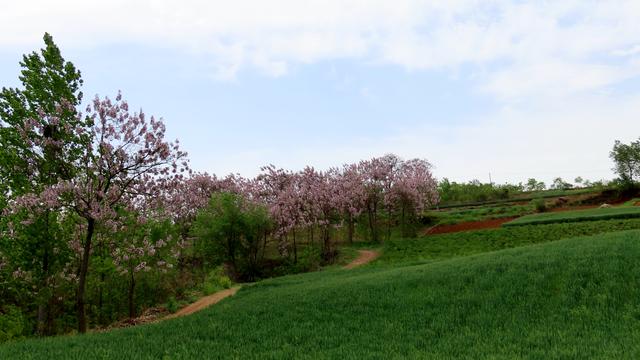 泡桐花的花语和寓意，泡桐花开不寂寞阅读答案（泡桐花开：一川春风过）