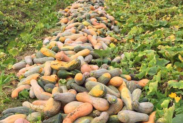 南瓜有哪些种类，南瓜有哪些种类和图片（四种高产量高收益的南瓜新品种）