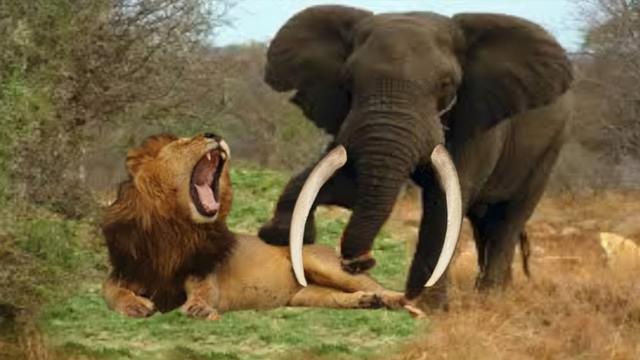 杨棋珺非洲森林象，非洲森林象和亚洲象（称霸非洲草原无敌手）