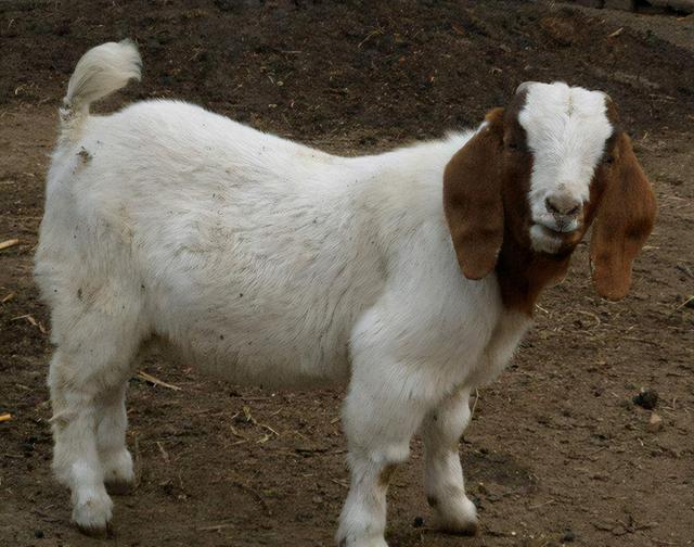 小羊拉稀怎么治疗，刚出生的小羊拉稀怎么办（羊腹泻用什么药效果好）