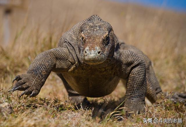 鳄鱼是两栖动物吗，扬子鳄是两栖动物吗（科莫多龙VS鳄鱼）