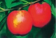 什么桃子最好吃，什么桃子最好吃吃起来什么感觉（为您推荐这7种既好吃又容易种植的品种）