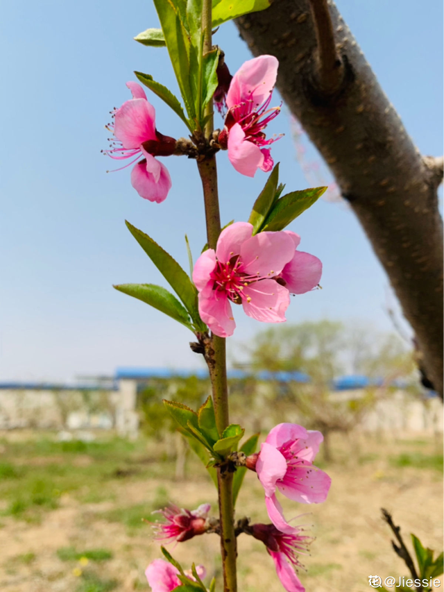 花的品种有哪些，常见花卉分类有哪些品种（80种常见植物图解）