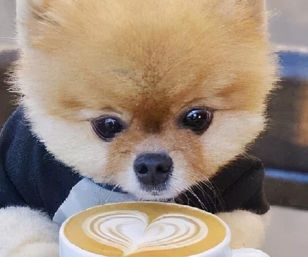 木糖醇的危害，木糖醇的功效与副作用（狗狗偷吃蛋糕后身亡）