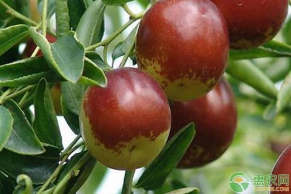 枣粘虫是什么，枣虫子能吃吗（南方鲜枣种植常见病虫害及综合防治措施）