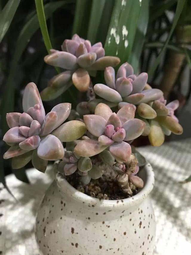 丸叶松绿怎么养，丸叶松绿的叶子可用来繁殖吗（养多肉，记名字，预防老年痴呆）