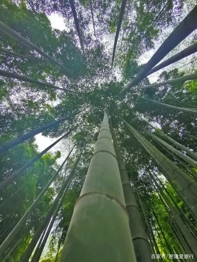 中国有几个竹海哪个更出名，中国哪个竹海最美（如今是不是还值得一去呢）