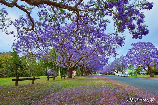 蓝花楹的花语，因一棵树而恋上一座城