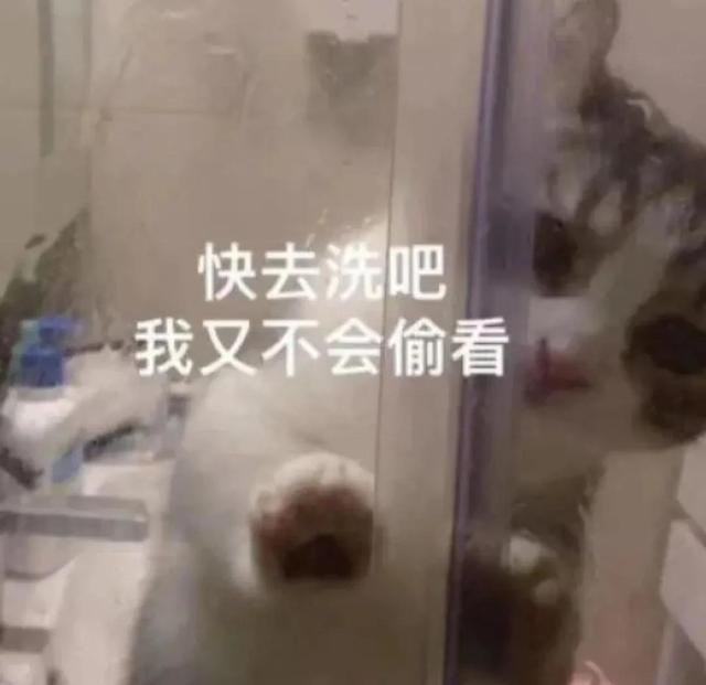一对可爱狗狗表情包图集，情侣专用狗狗猫猫可可爱爱沙雕表情包