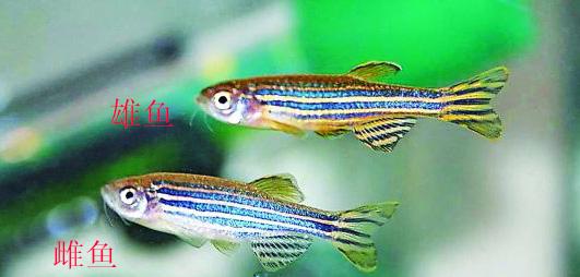 金波子怎么分公母，金波子鱼怎么区分公母（九种常见热带鱼性别区分方法）
