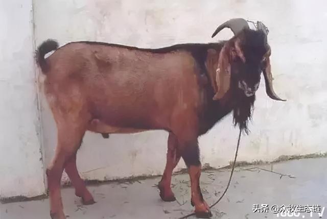 大同特产，世界上最好的羊，看看都在哪（大同特产有什么可以送礼的）