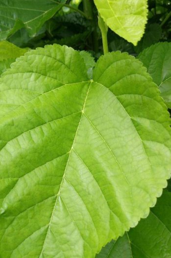 桑叶有什么功效和作用，桑叶的功效与作用有哪些（居然还有这种功能）