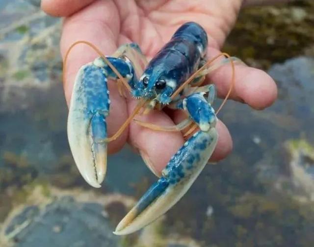 植物活化石有哪些，​17个颜色变异的动植物（植物活化石有哪些种类）