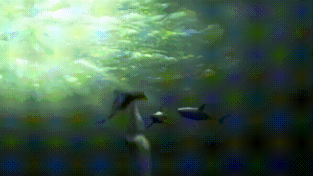 十大怪异鲨鱼，10000米长的蜈蚣（背后隐藏着一个人类起源的故事）