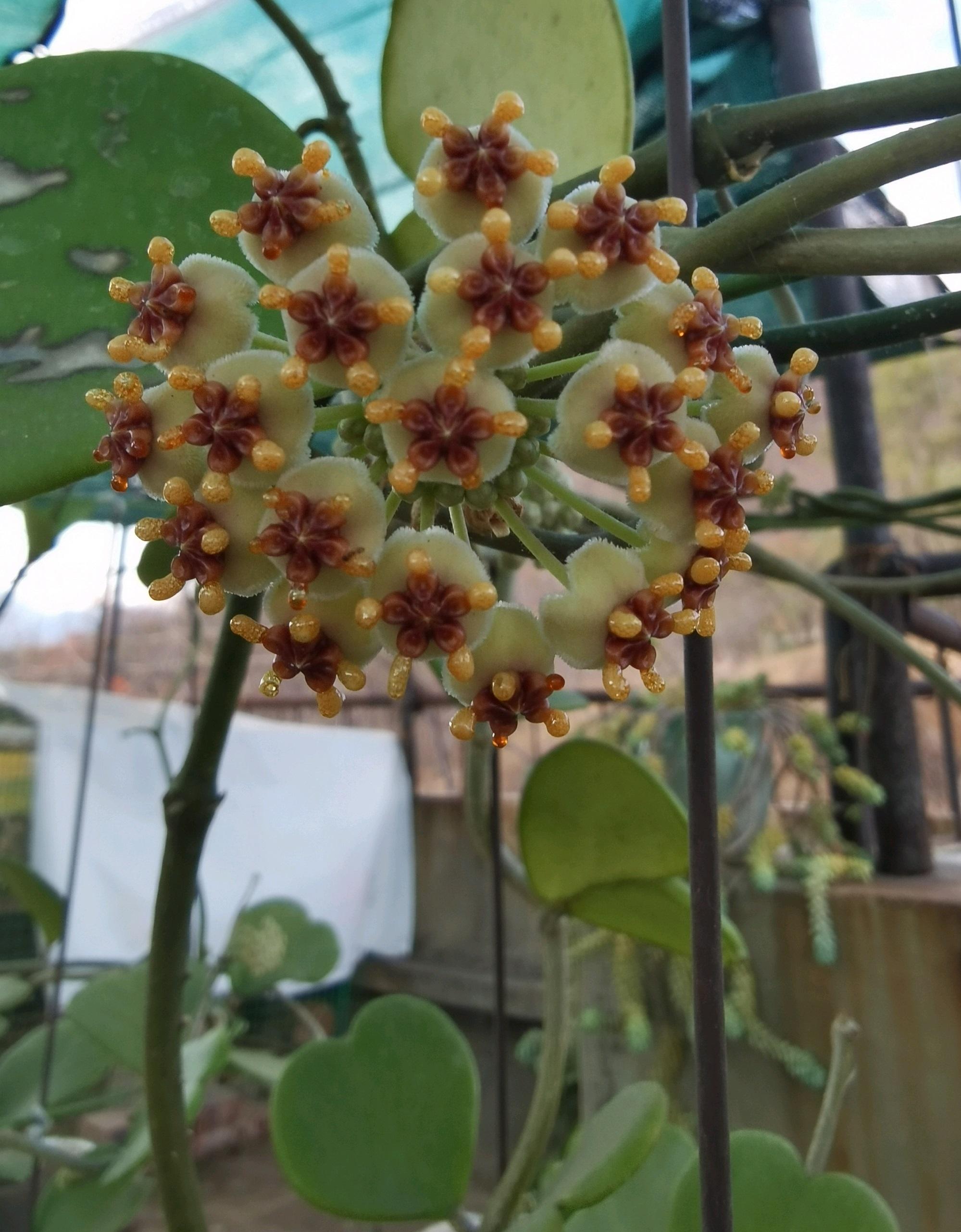 情人球蘭幾年能開花(耐陰好養活,開花勤奮,花朵還很香) - 農業 - 愛寧