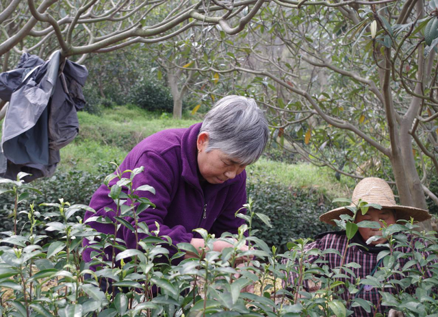 碧螺春属于什么茶，碧螺春属于什么茶类它的口感如何（一个东北爱茶人眼中的苏州碧螺春）