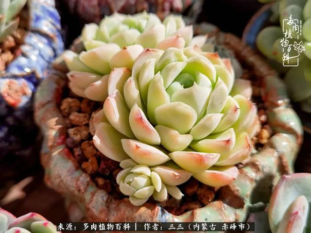 雪候鸟是什么意思，雪候鸟歌词表达什么意思（多肉于我从来不是锦上添花）