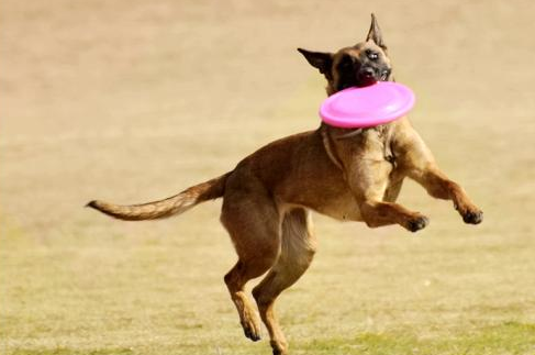 昆马犬和比利时马犬那不同，马犬和比利时犬一样吗（这就是马犬，一只优秀的犬种）