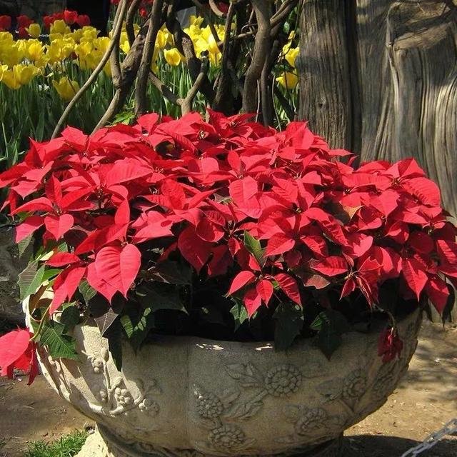 一帆风顺花有毒吗，一帆风顺花草有毒吗（家里养了宠物的朋友）