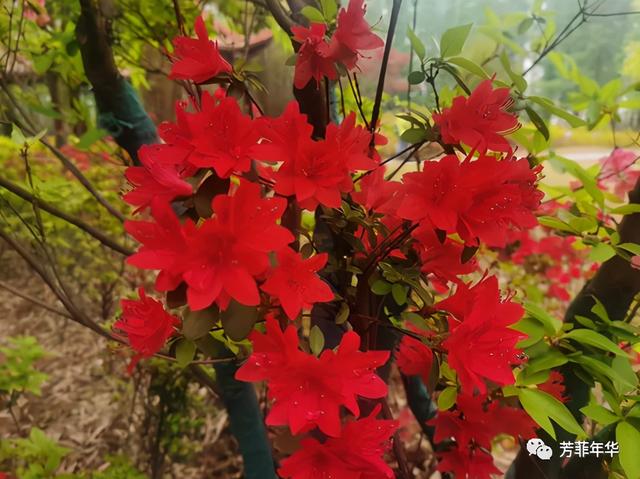 杜鹃花是映山红吗，杜鹃是映山红吗（杜鹃花和杜鹃鸟什么关系）