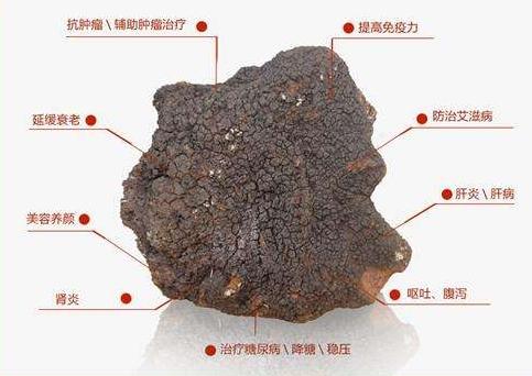 桦树茸的功效，桦树茸的功效与作用（CCTV-7报道的“来自俄罗斯的神奇宝贝”—桦树茸）