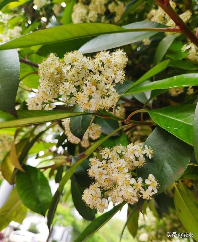 石楠花，石楠花——花中污王（石楠花的味道是什么梗）