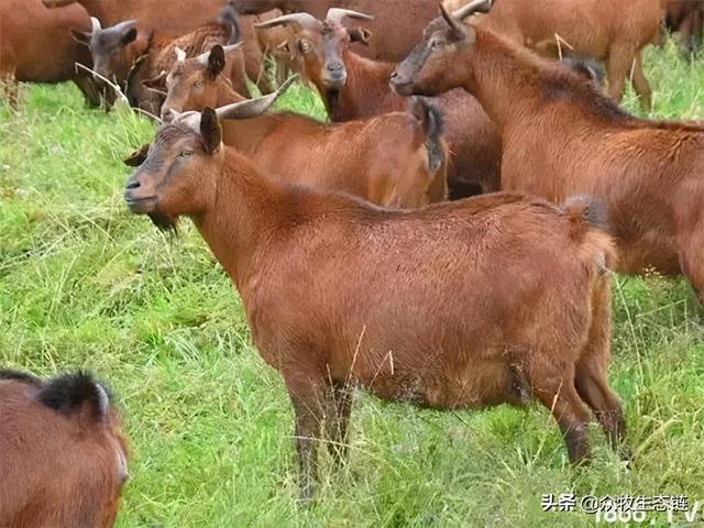 大同特产，世界上最好的羊，看看都在哪（大同特产有什么可以送礼的）