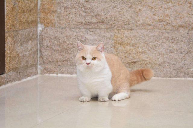 emmmmm是什么意思，emmmmm什么意思（喵叫原是猫与人沟通的独特语言）