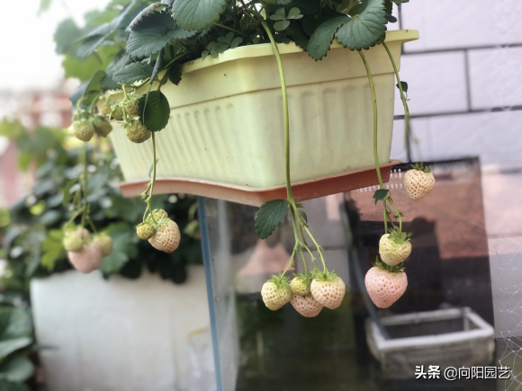 怎么种草莓，怎么种草莓技巧吻痕怎么吸（夏天有草莓吃了）