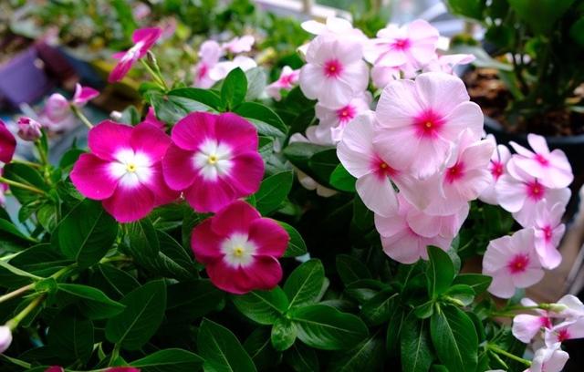 长春花的养殖方法和注意事项，长春花的养殖方法和注意事项长寿花