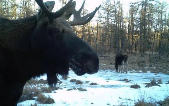 驼鹿是典型的什么动物 驼鹿主要分布在哪里呢，驼鹿是典型的什么动物（大兴安岭出现的大型野兽）