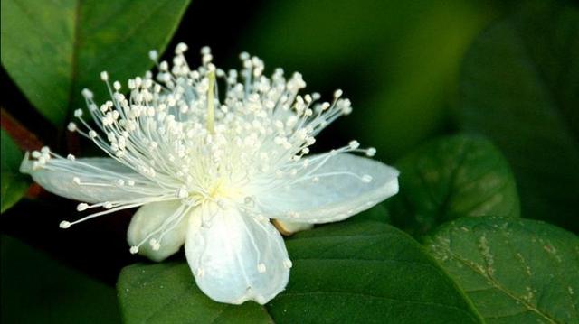 七言诗二首全集，七绝《野花芬芳》二首