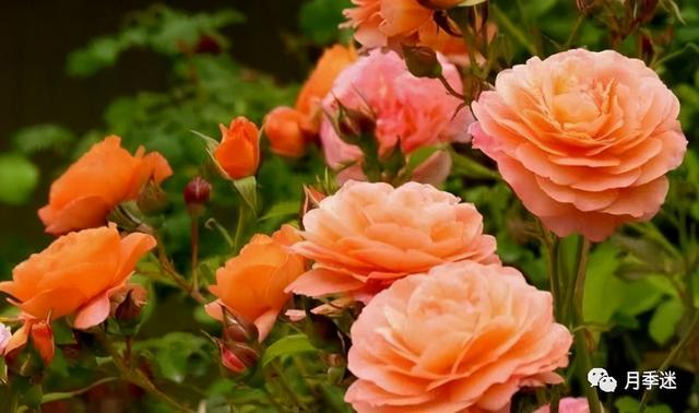 月季花品种，十大经典品种（凭一己之力撑起了整个花园的颜值）