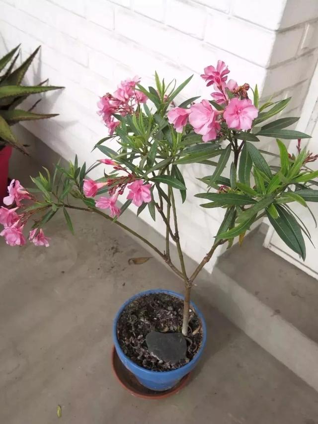 夹竹桃图片（夹竹桃，驱蟑螂的植物夹竹桃长什么样子（关于有毒植物“夹竹桃”）