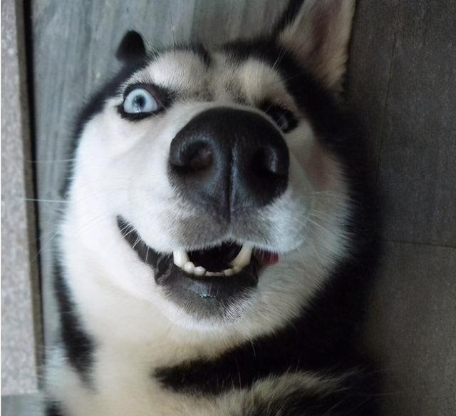 好养不臭的小型宠物，不臭又好养的宠物（“体味很轻”的几种狗狗）