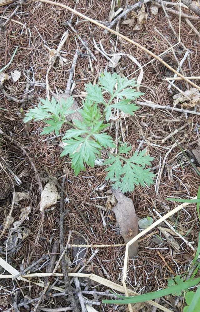 野艾蒿是什么,野艾蒿是什么科什么属(今日介绍:野艾蒿)