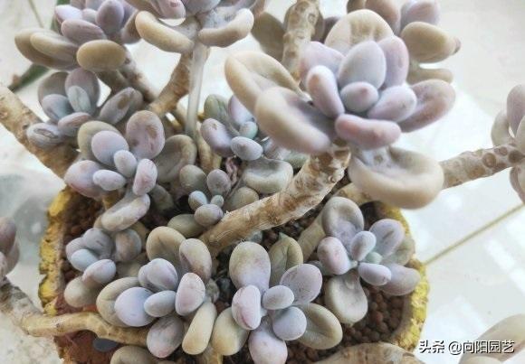 二十种最难养的多肉，家里千万不能养多肉（看似好养实际难养的多肉）