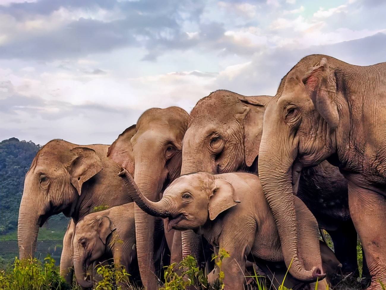 大象会有预感吗) - 龙腾网