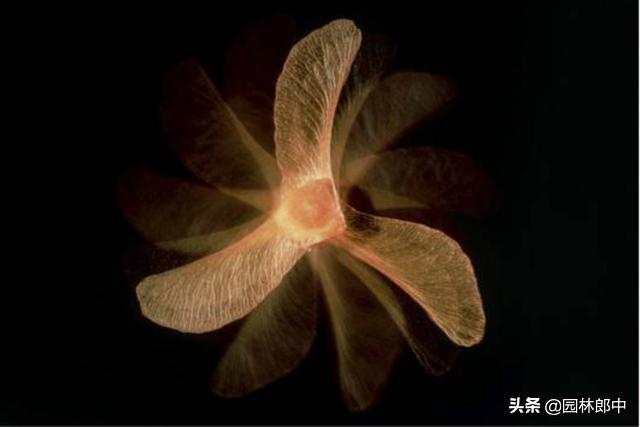 红叶植物简介，红叶植物简介资料（别再误把槭树当枫树）