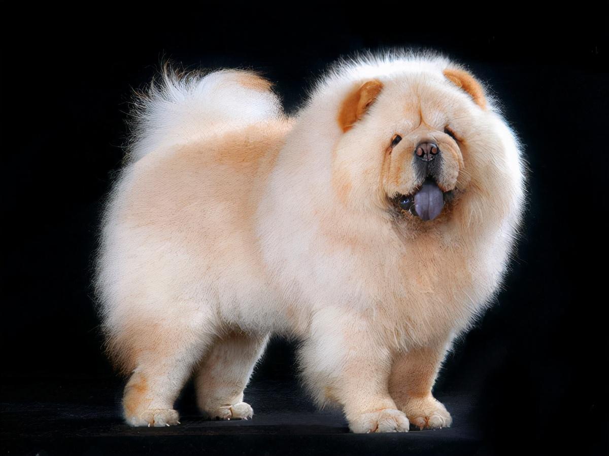 罗威纳多少钱一只(罗威纳犬怎么训练才听话)