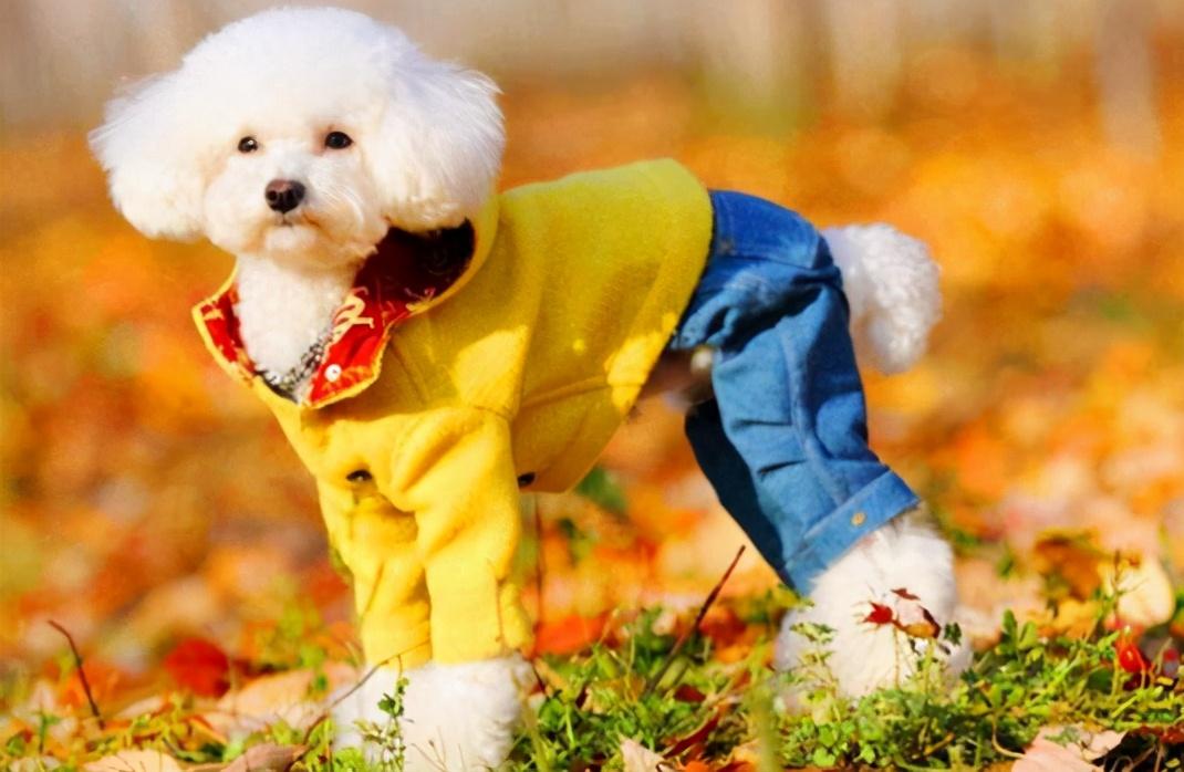 狗的抗寒能力是多少°c，2度穿什么衣服合适（这7种“不耐寒”的狗狗）