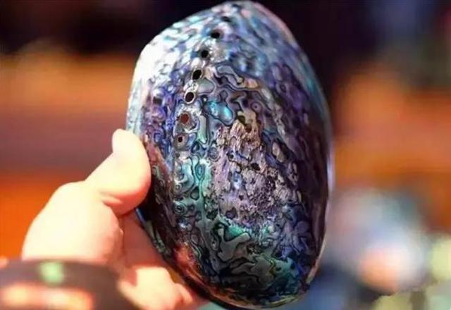 20种鲍鱼种类，世界鲍鱼品种大全