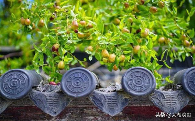 白枣吃了有什么作用急急急，白枣的营养价值及功效（开启了太湖洞庭一年的花果飘香）