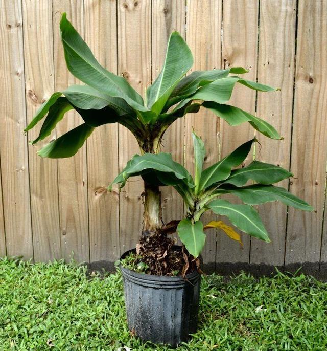 盆栽香蕉树怎么种,盆栽香蕉树怎么种好(北方花友将它养成室内观叶植物