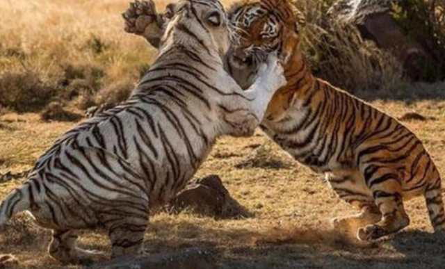 虎生三子必有一彪，虎生三子必有一彪是什么意思（人云“虎生三子必有一彪”）
