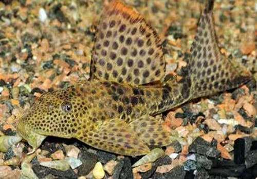 养草金鱼最怕什么，饲养草金鱼必须注意的事项有哪些（饲养清道夫鱼最低温度是多少）